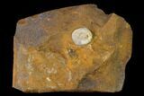 Unidentified Fossil Seed From North Dakota - Paleocene #145352-1